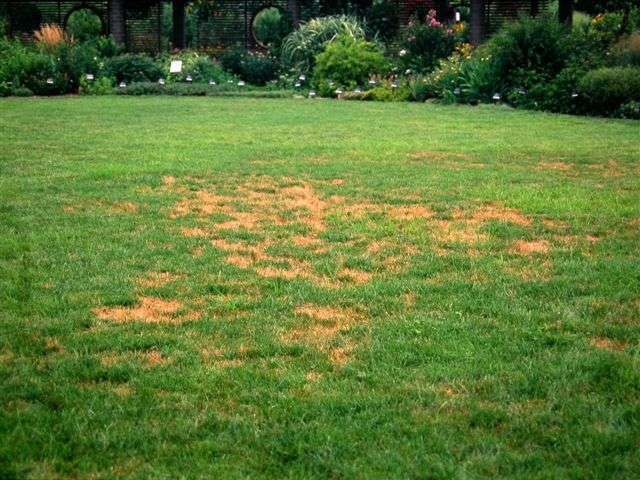 A field with brown patches on the grass.