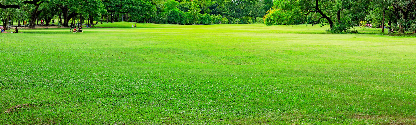 A green field with trees in the background