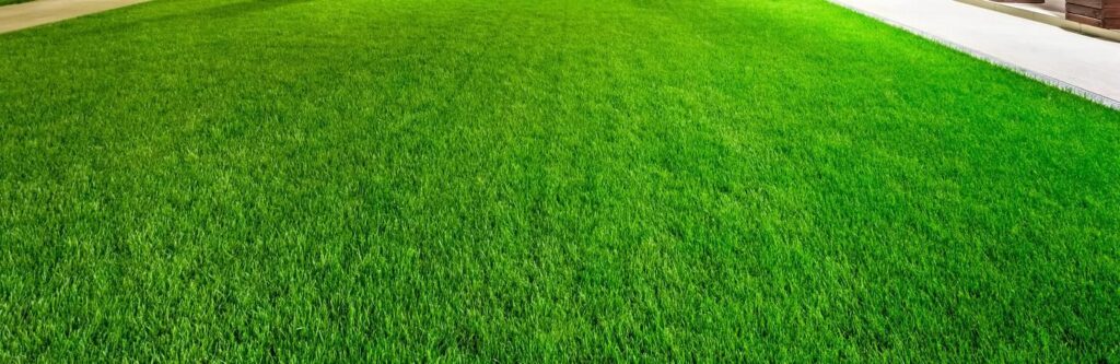 A green field with grass growing in it.